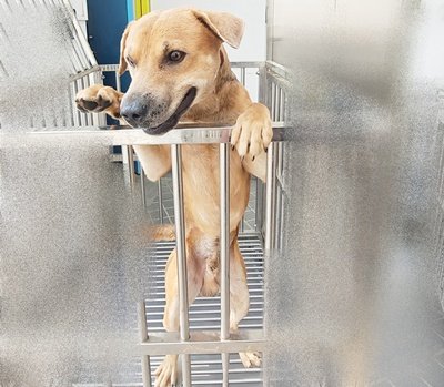 混種犬