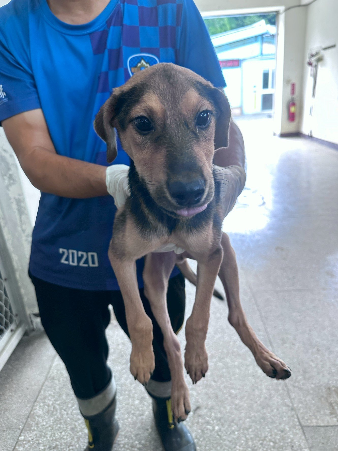 混種犬