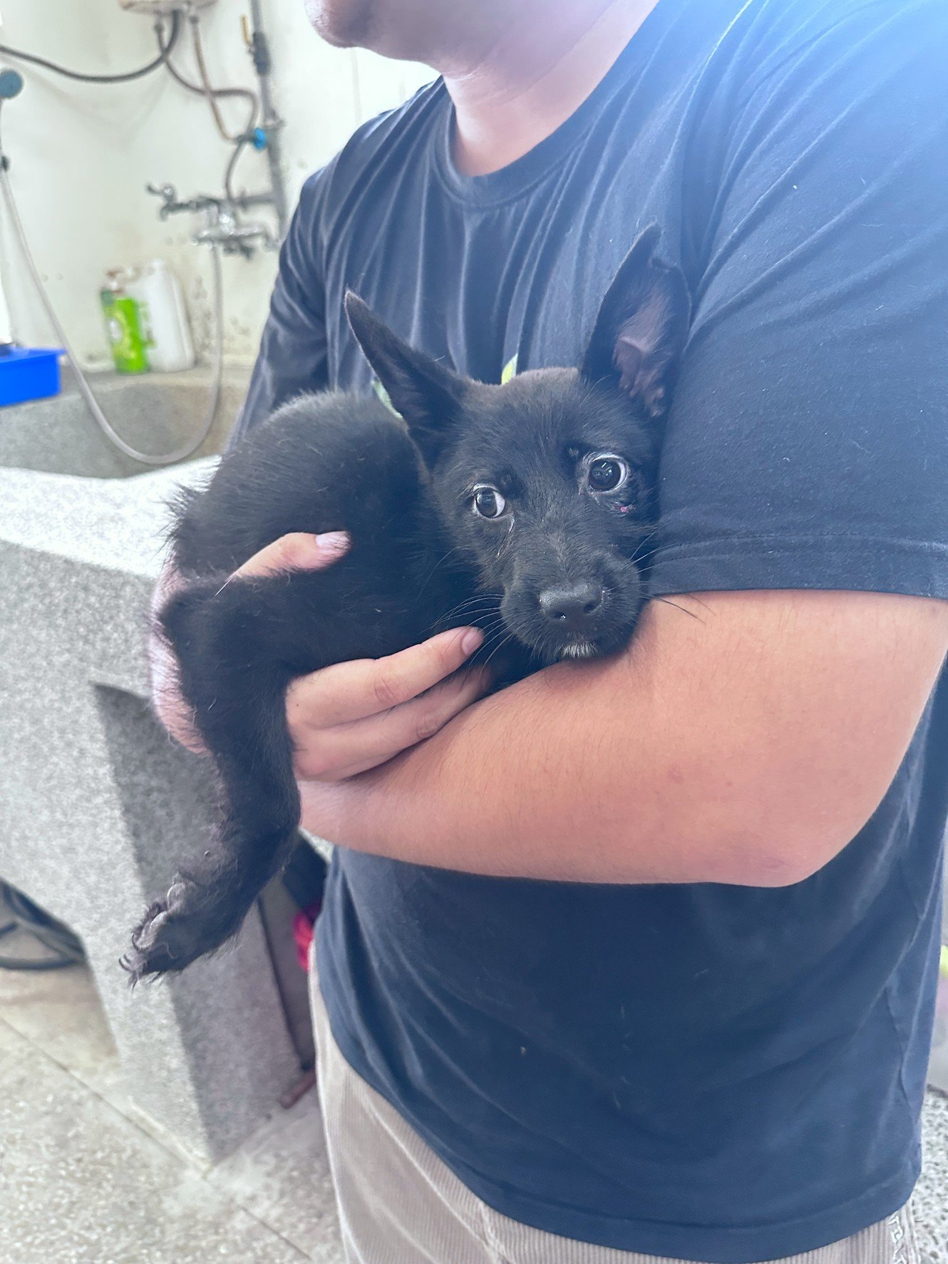 混種犬