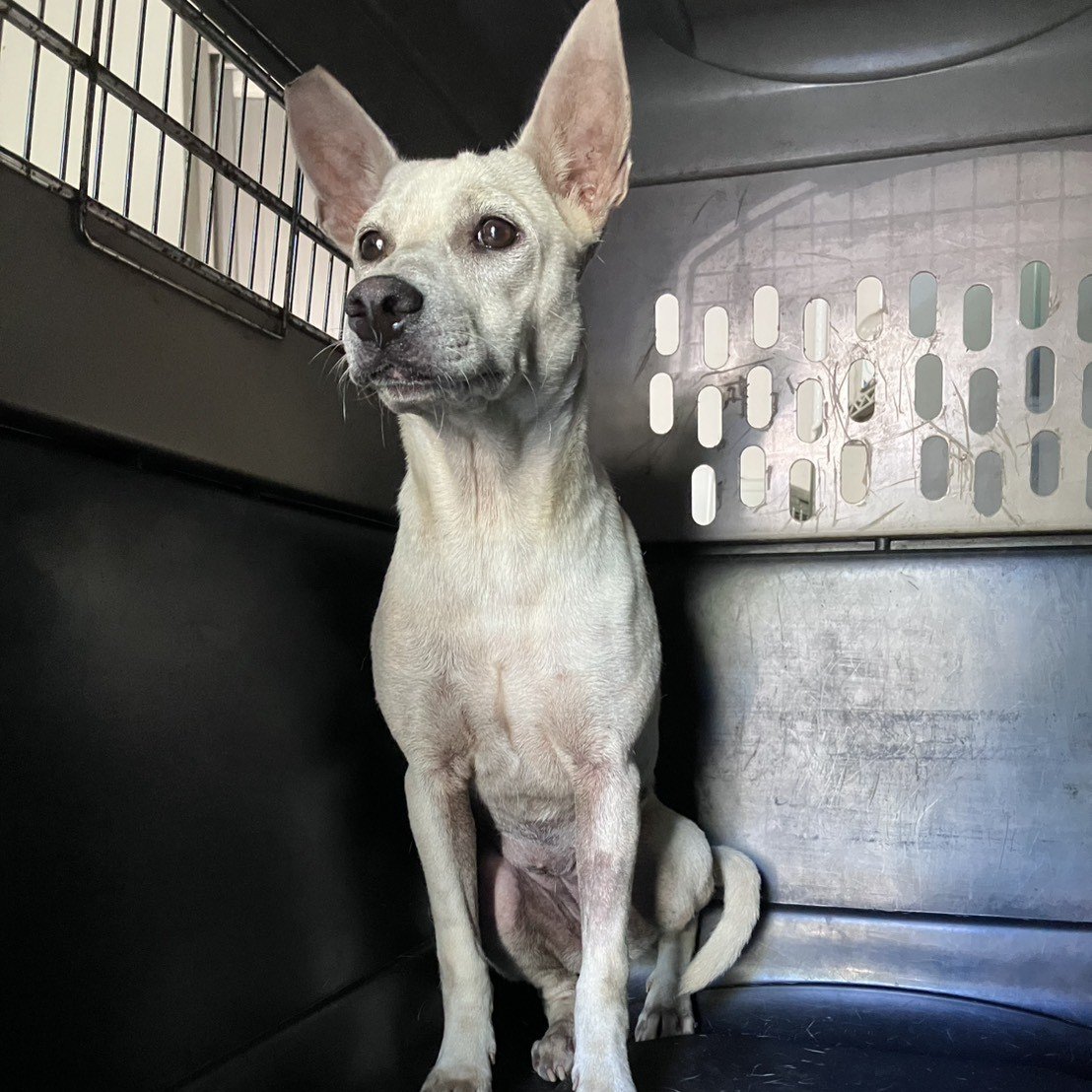 混種犬