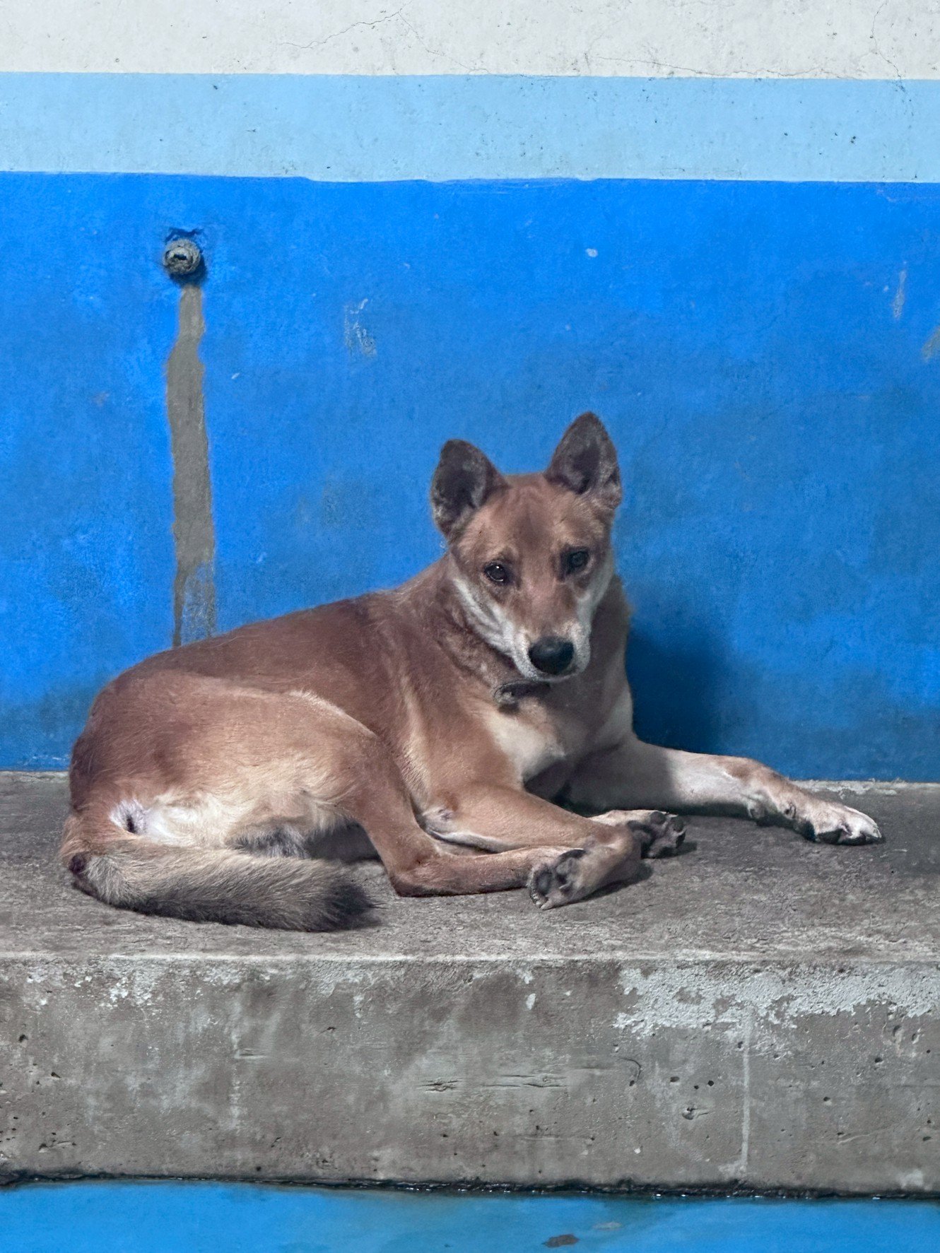 混種犬