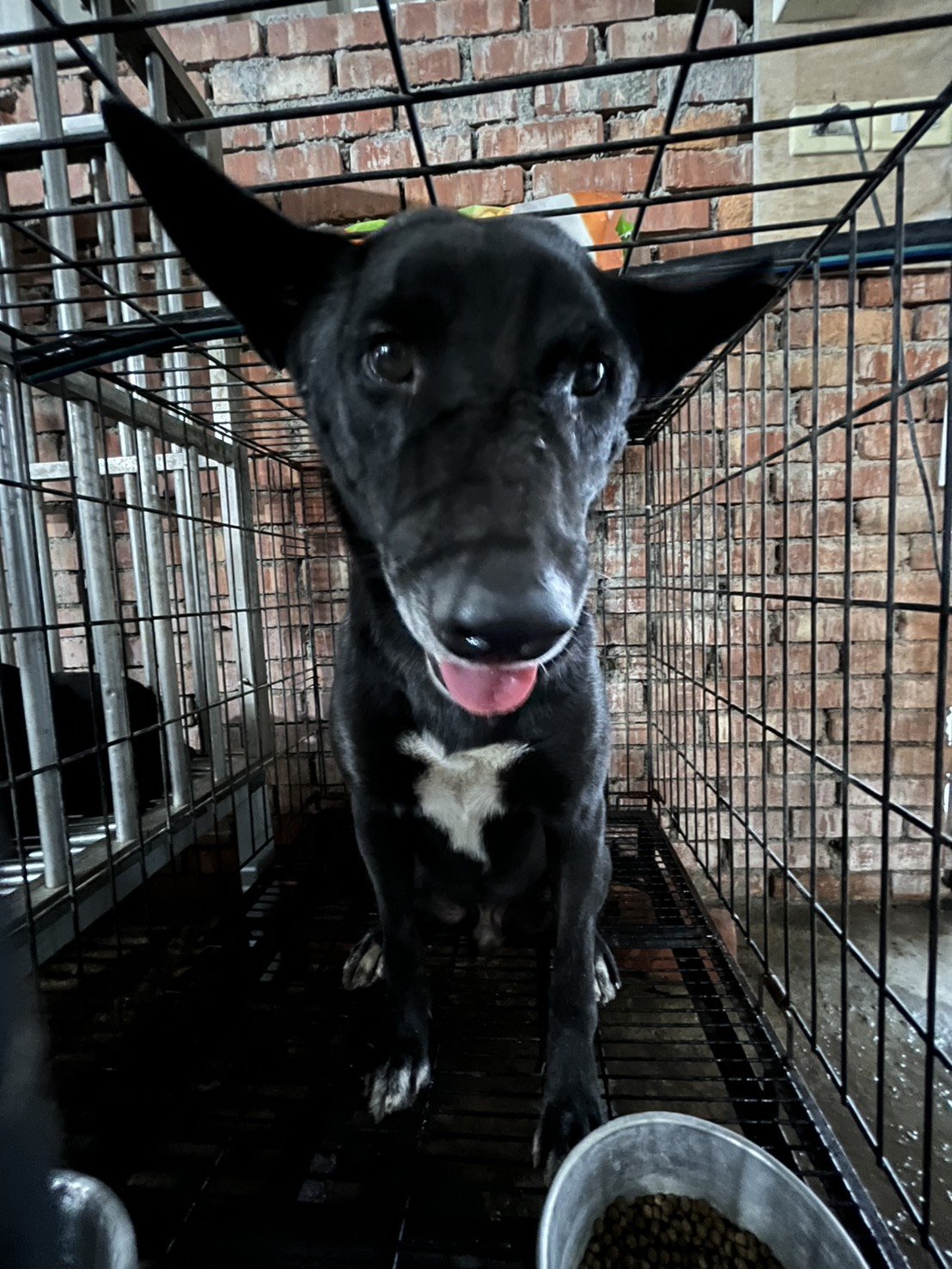 混種犬