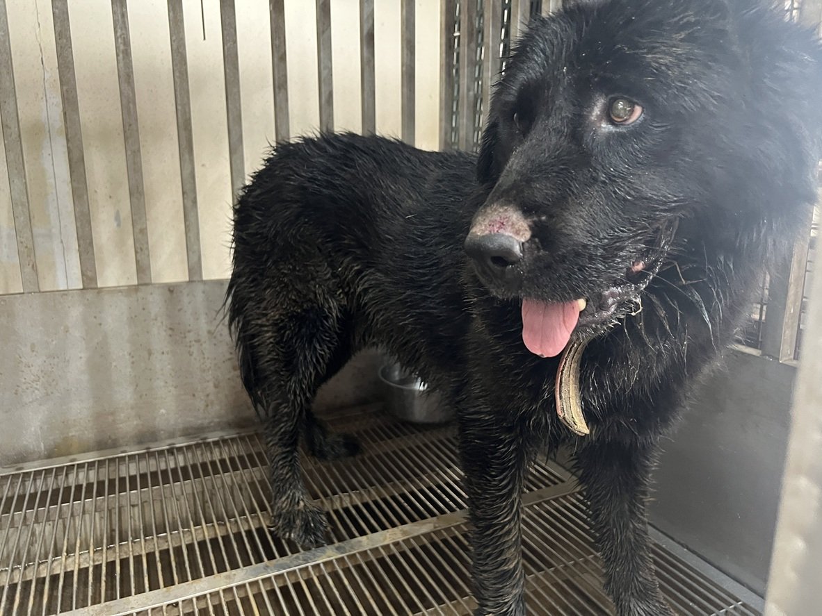 西藏獒犬