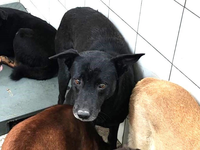 混種犬