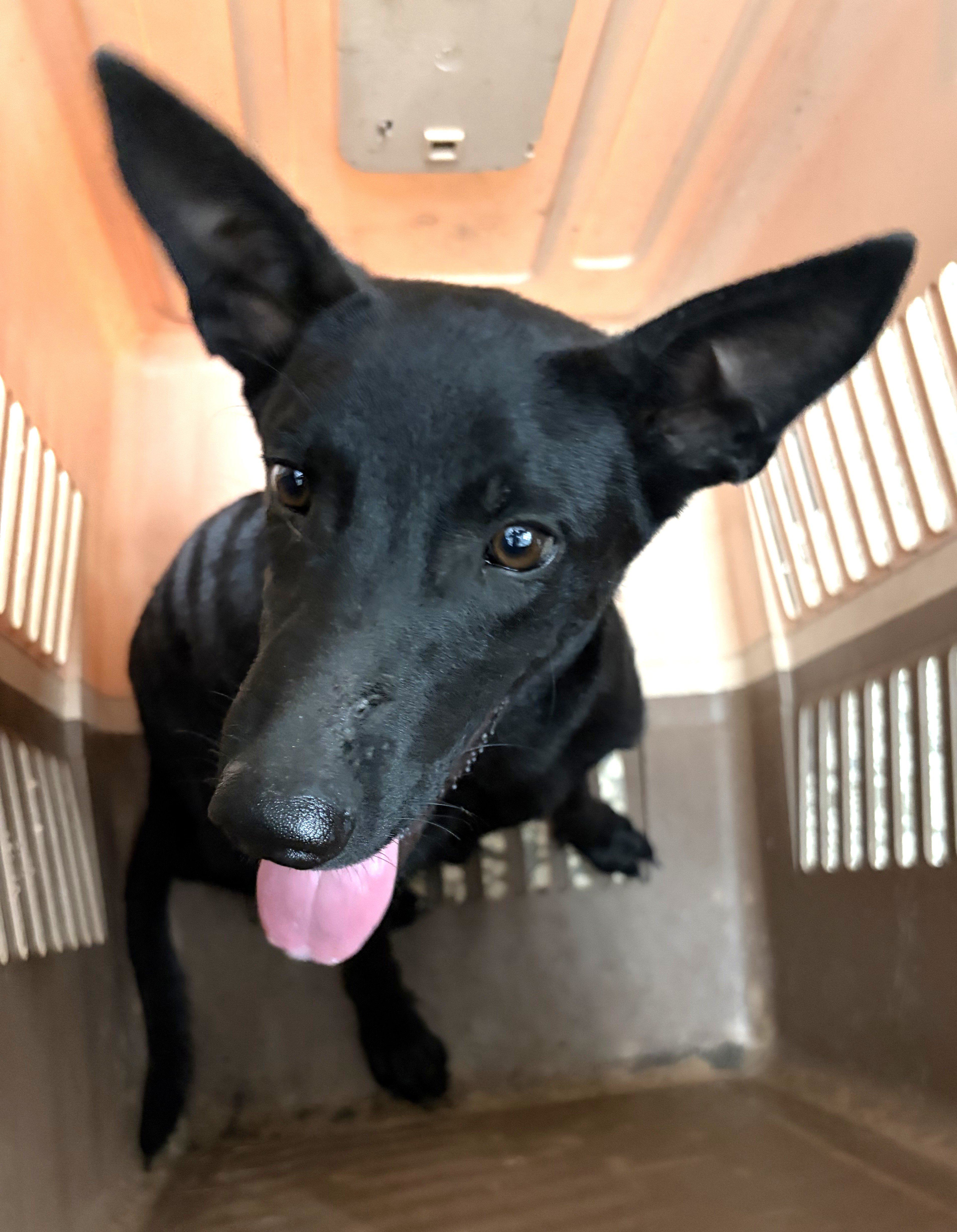 混種犬