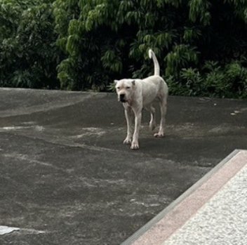 混種犬