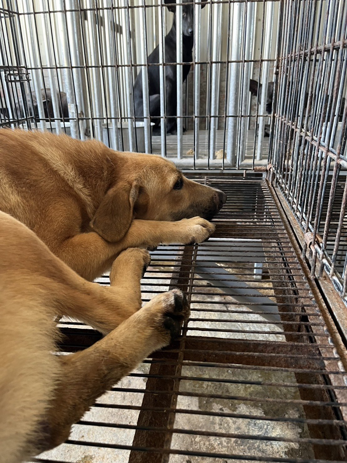混種犬