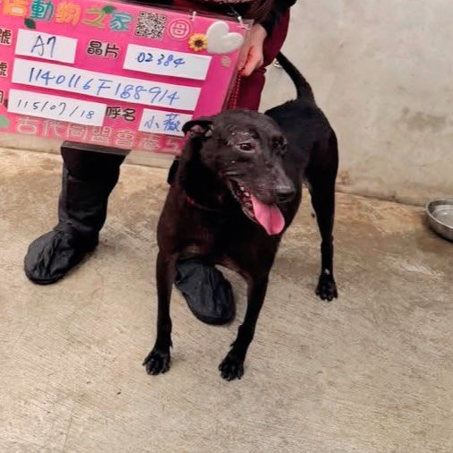 混種犬
