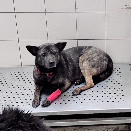 混種犬