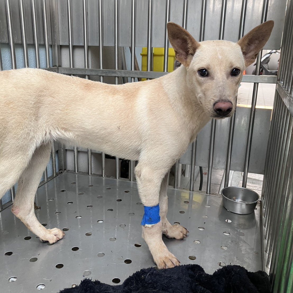 混種犬