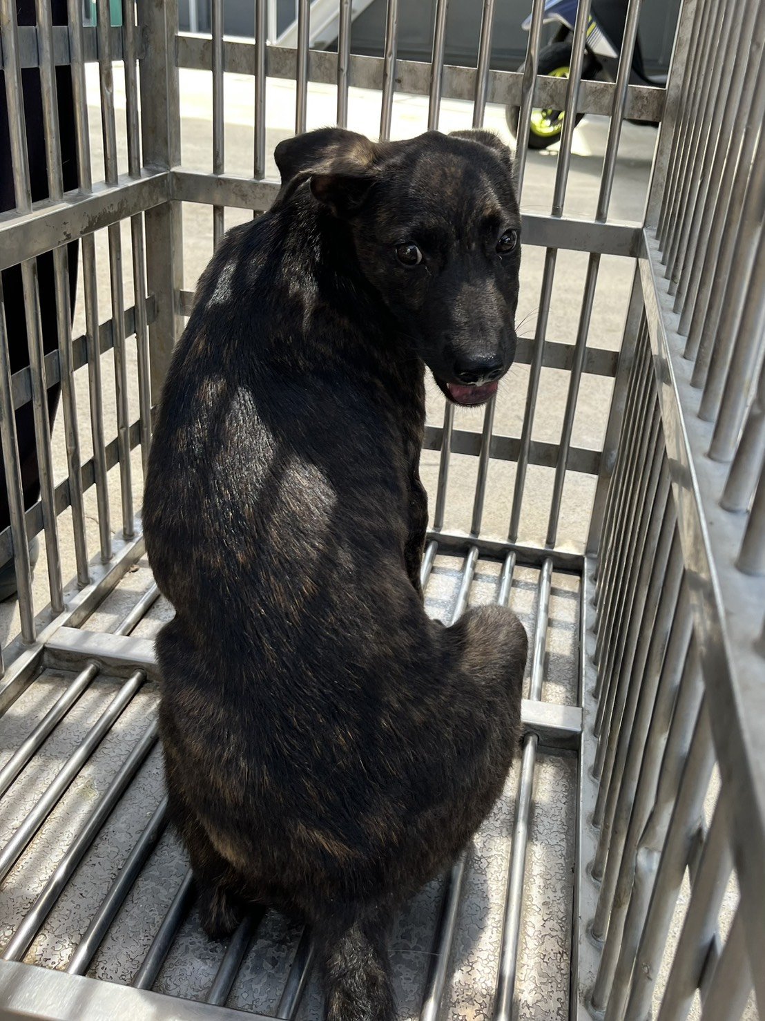 混種犬