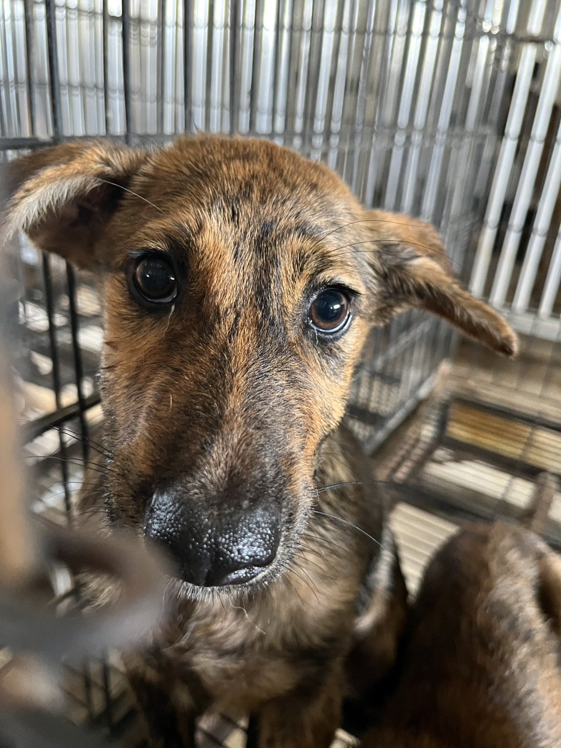 混種犬