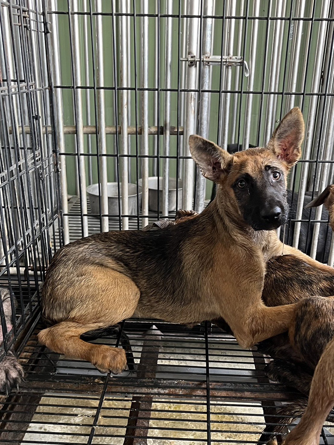 混種犬