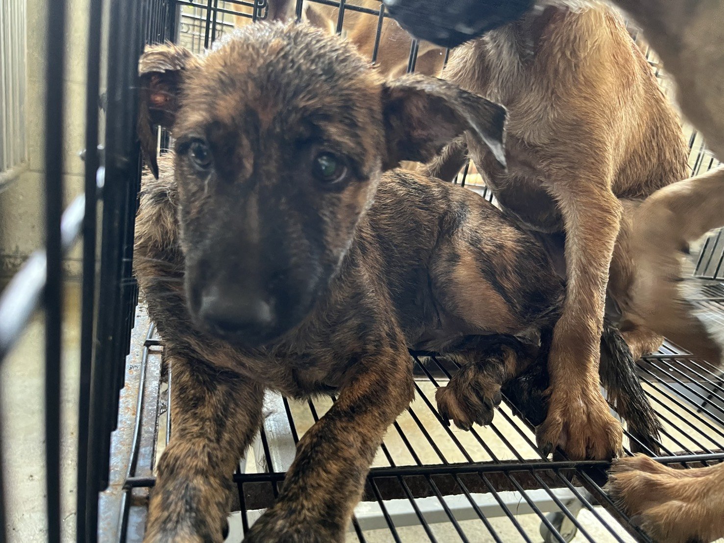 混種犬