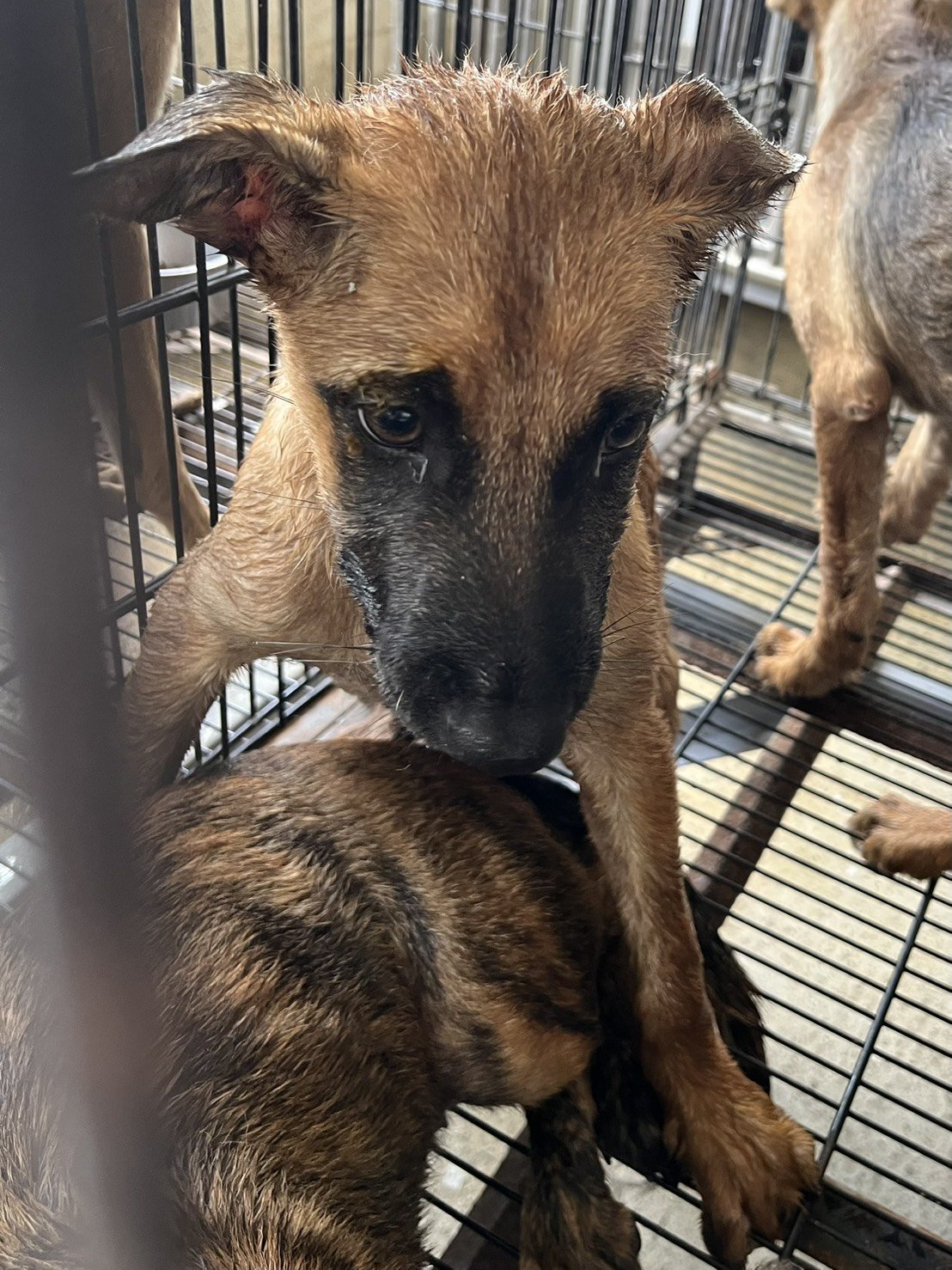 混種犬