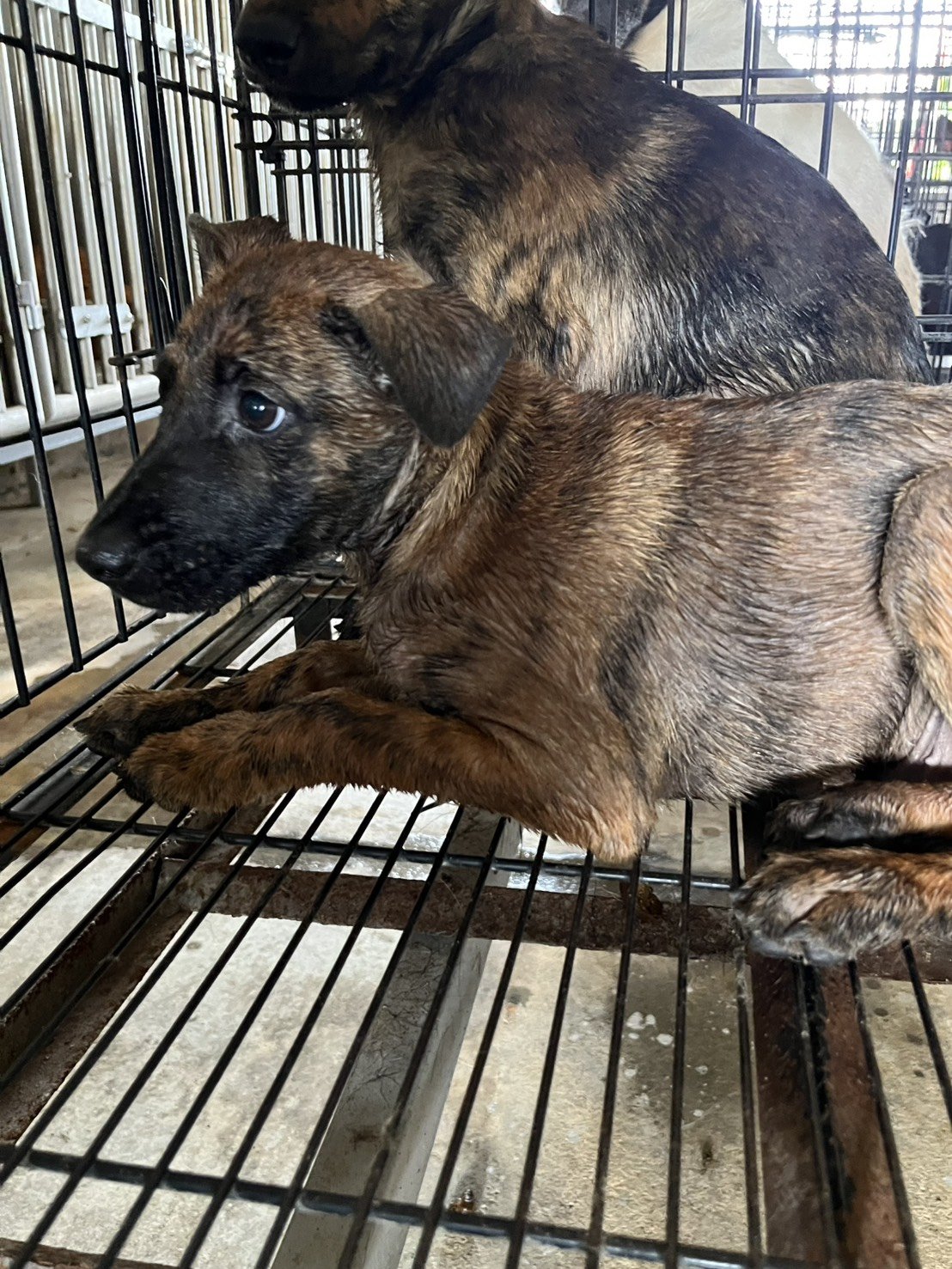 混種犬