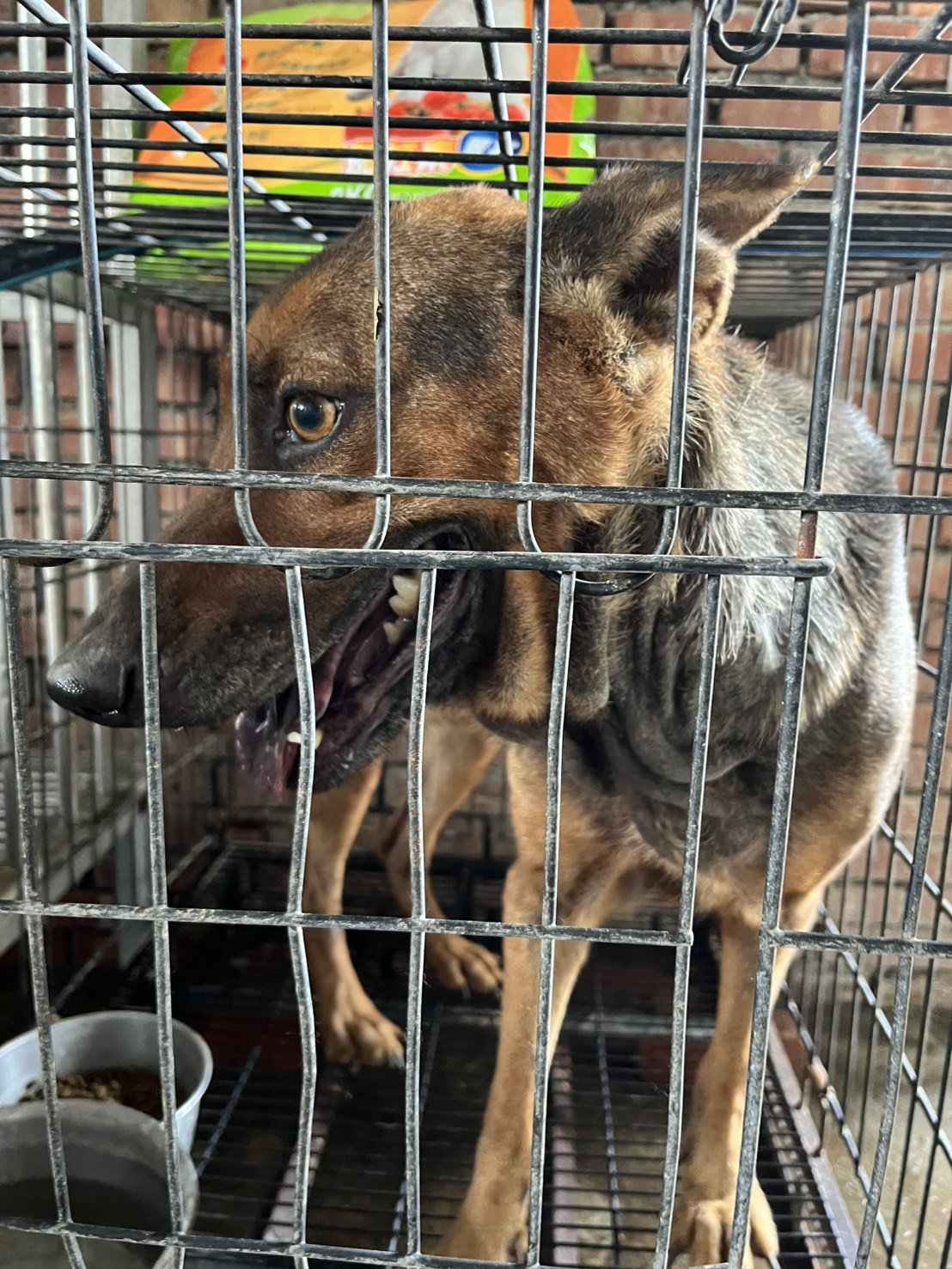 混種犬
