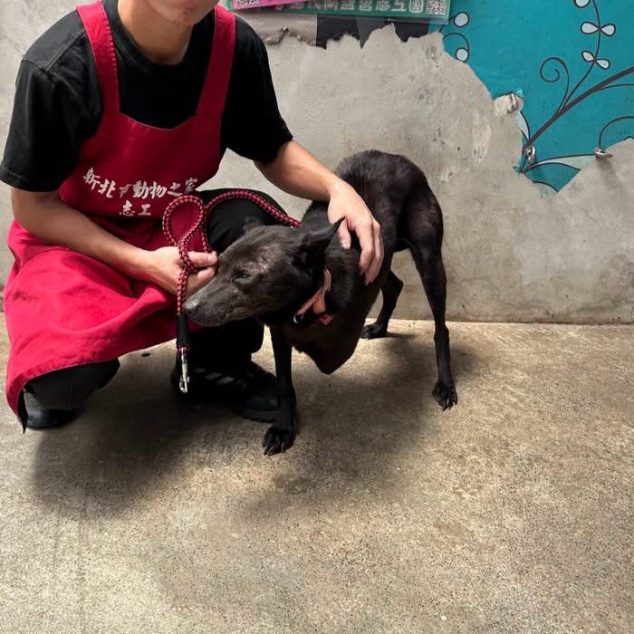 混種犬