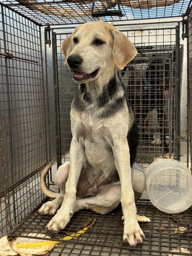 混種犬
