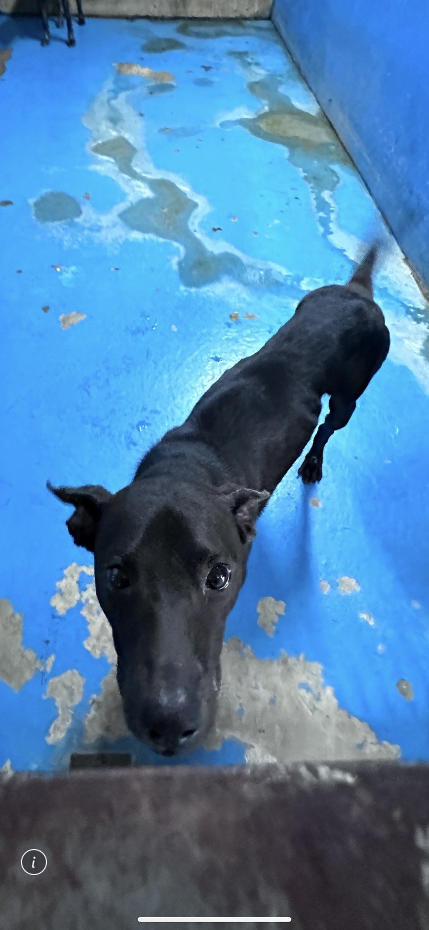 混種犬