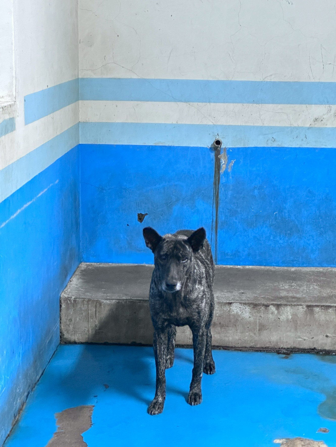 混種犬