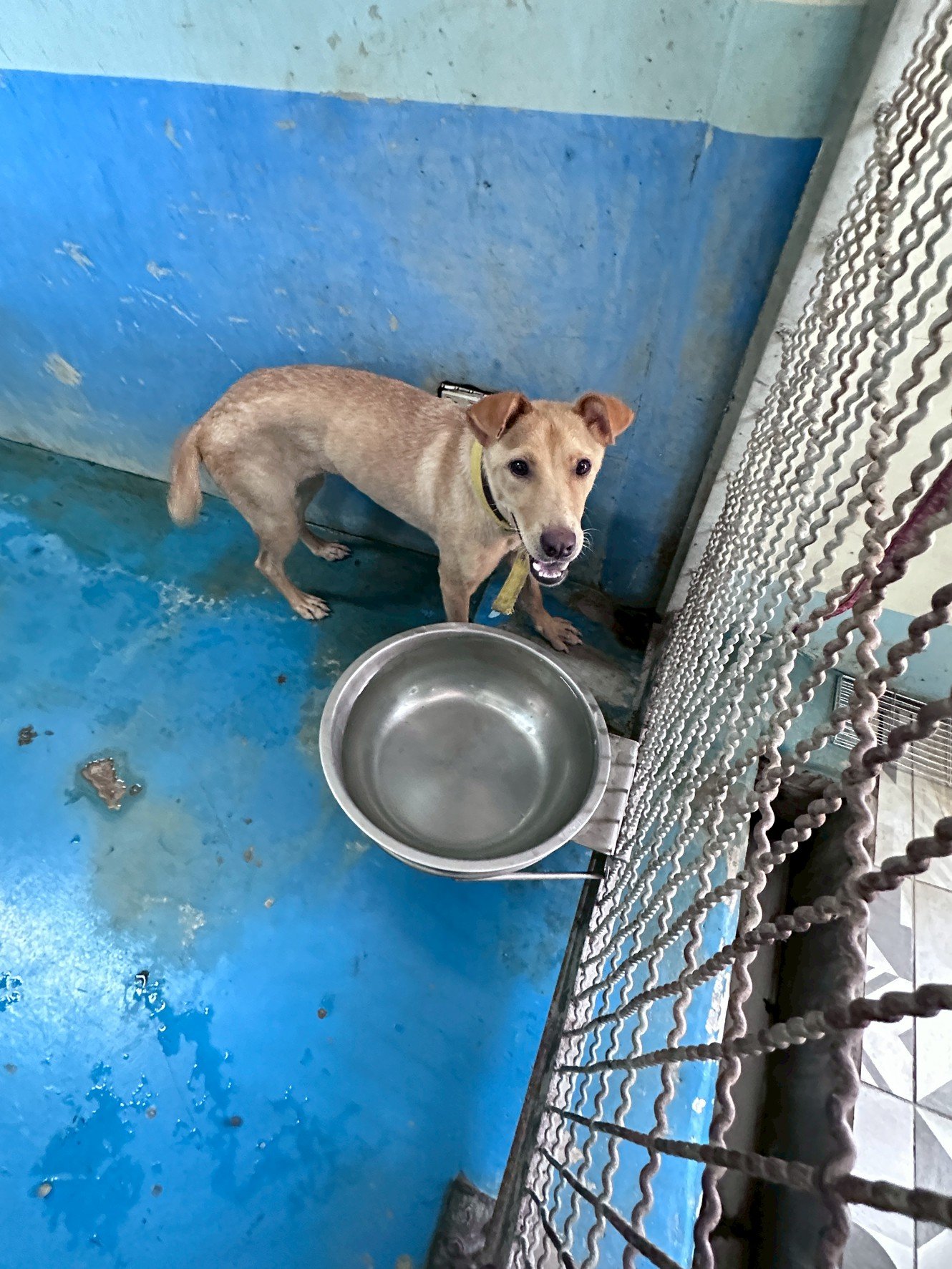 混種犬