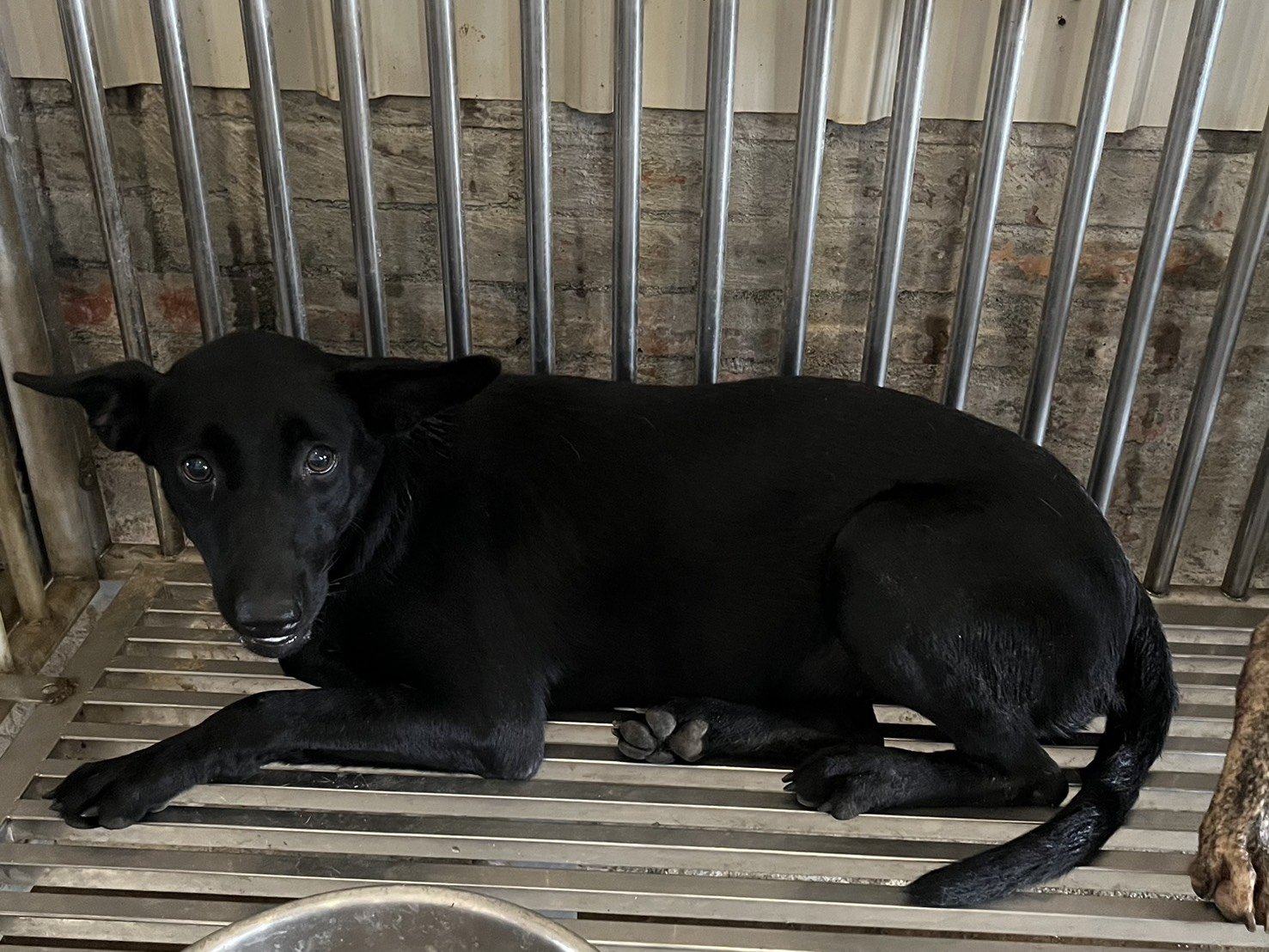 混種犬