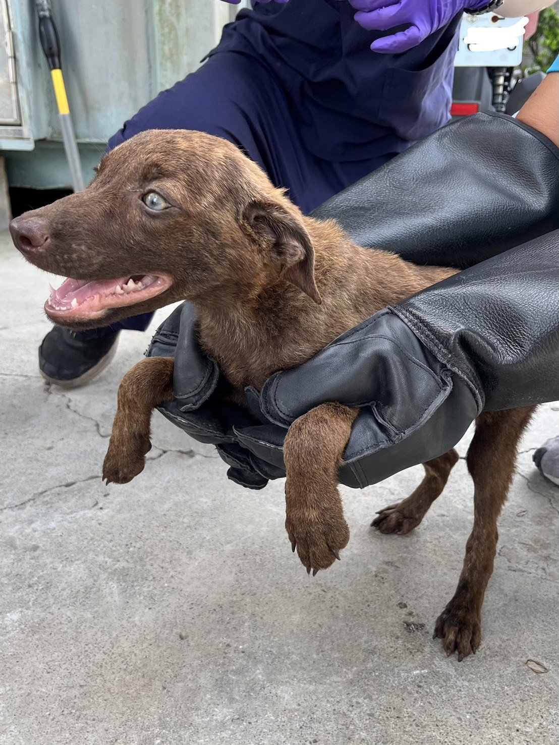 混種犬