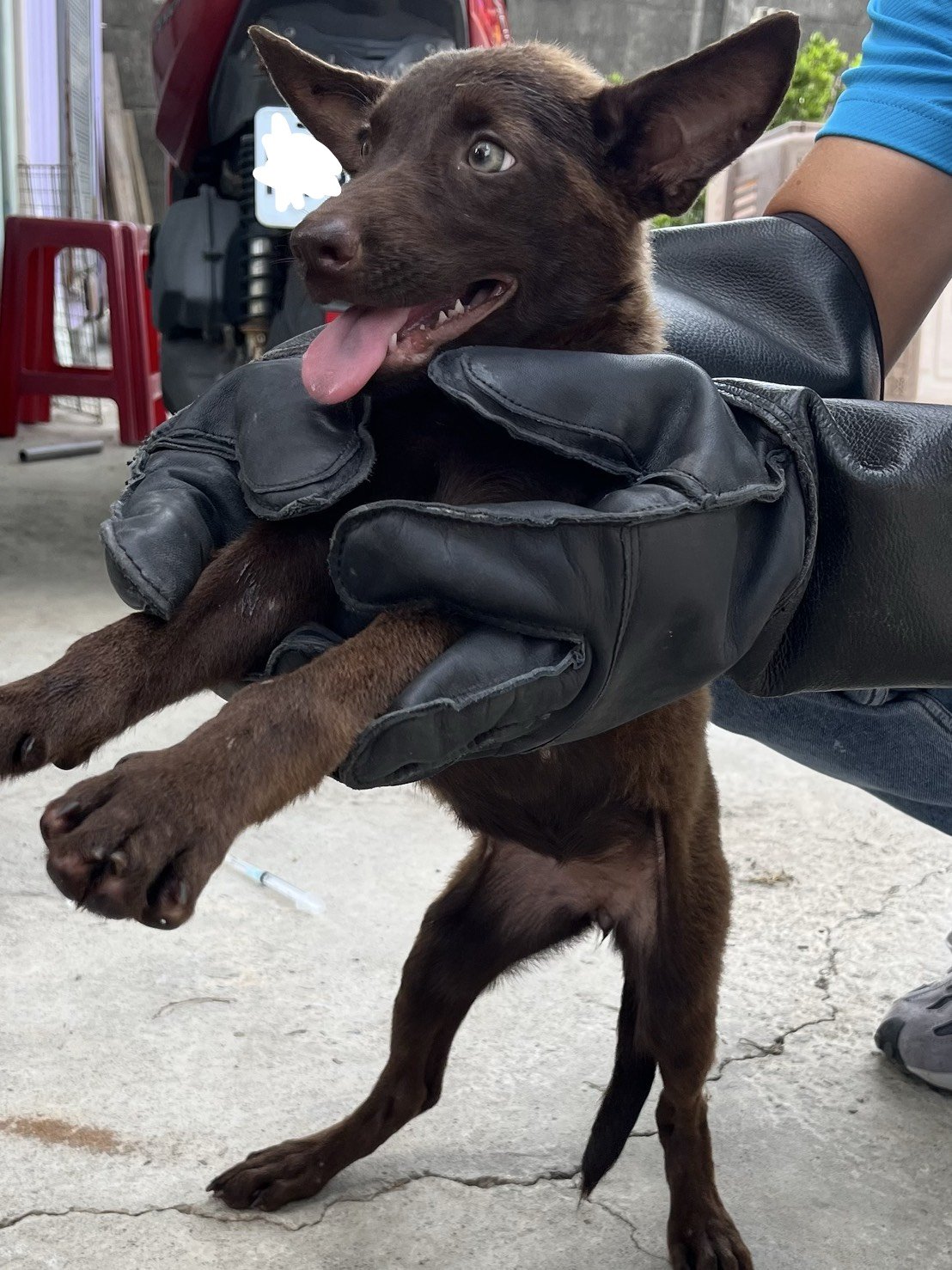 混種犬