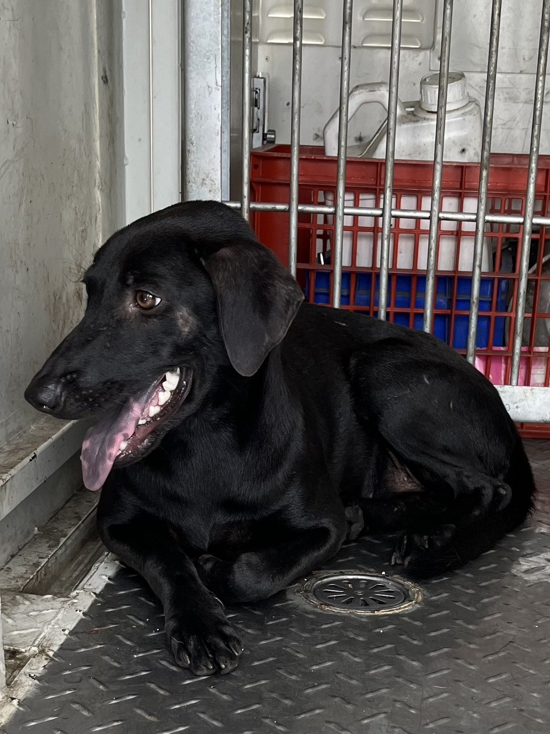 混種犬