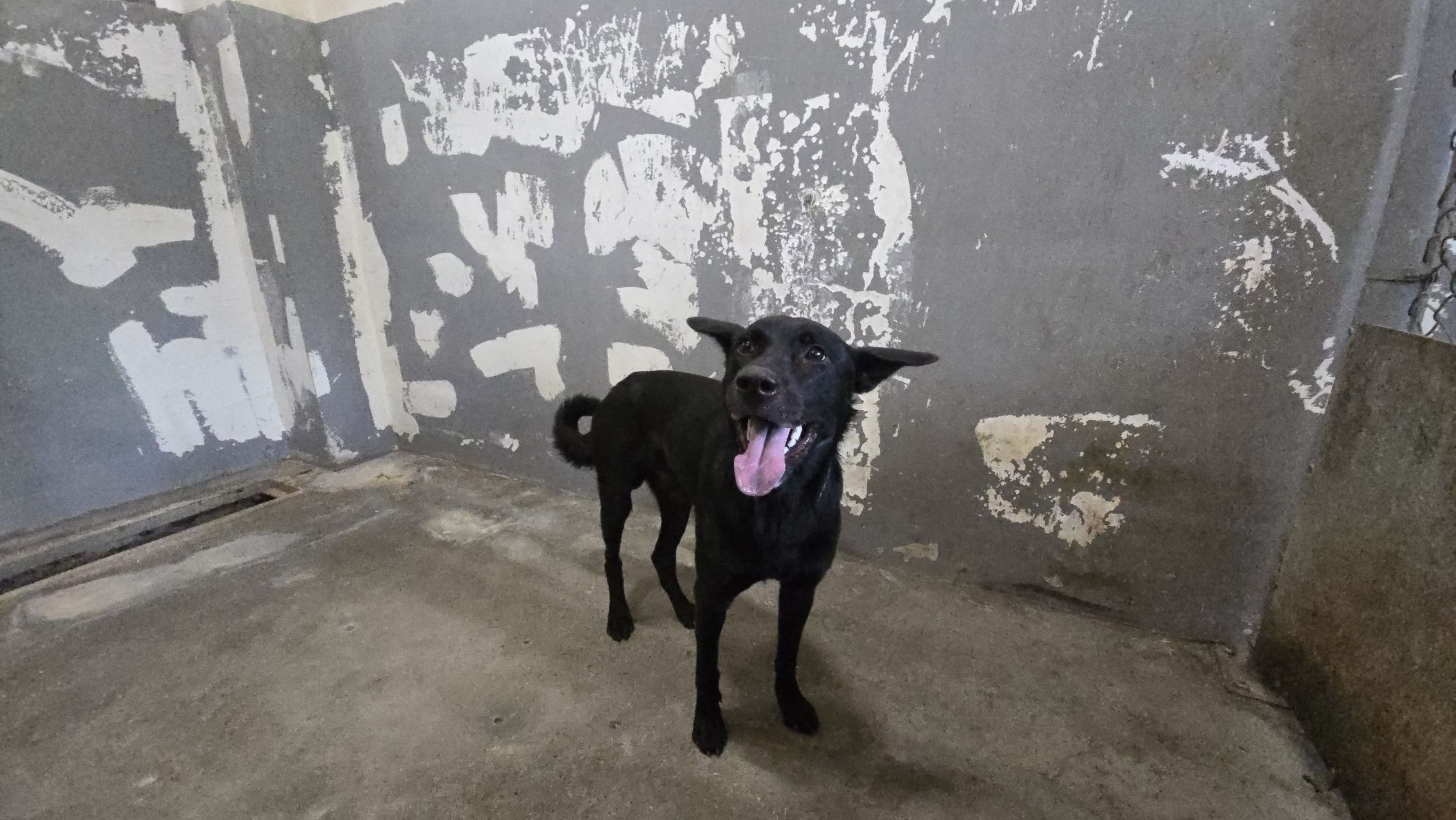 混種犬