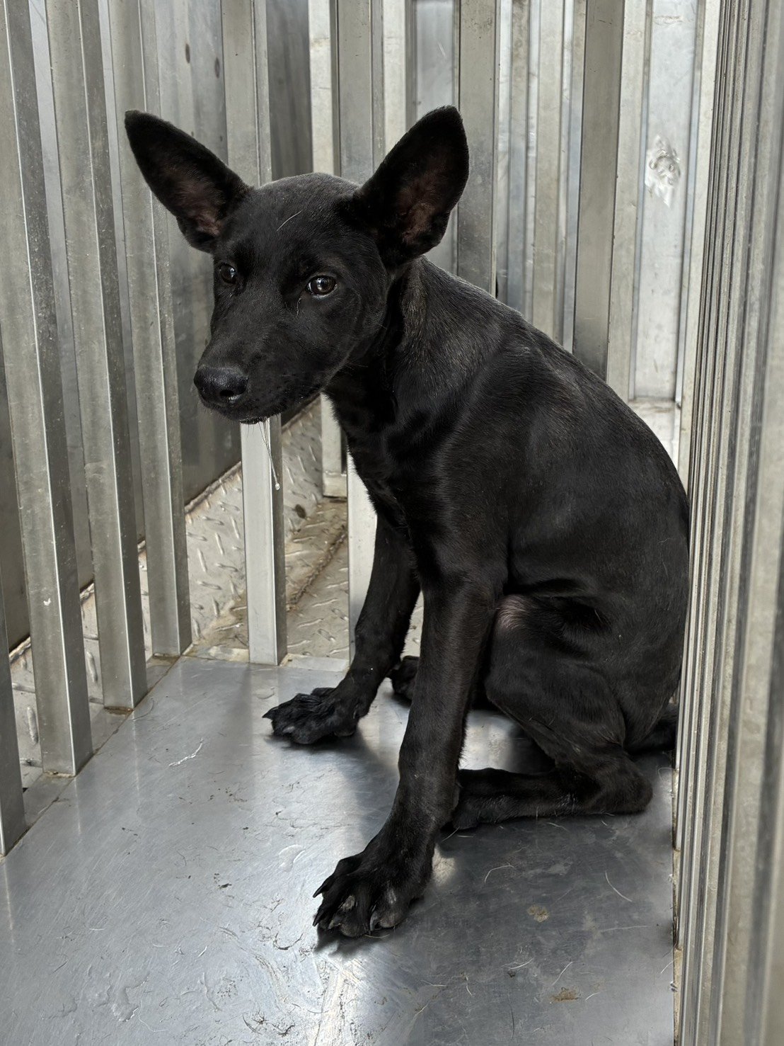 混種犬