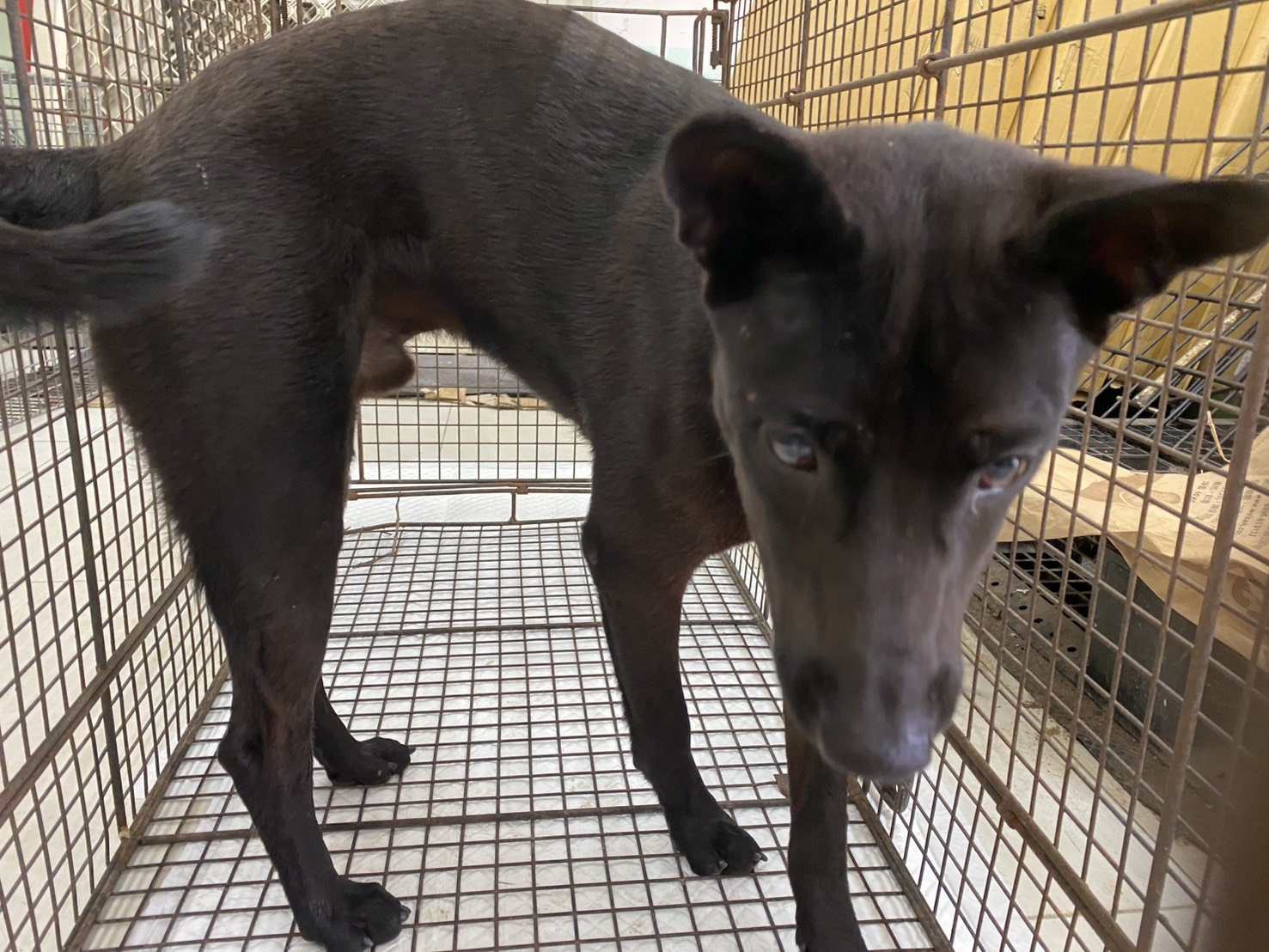 混種犬