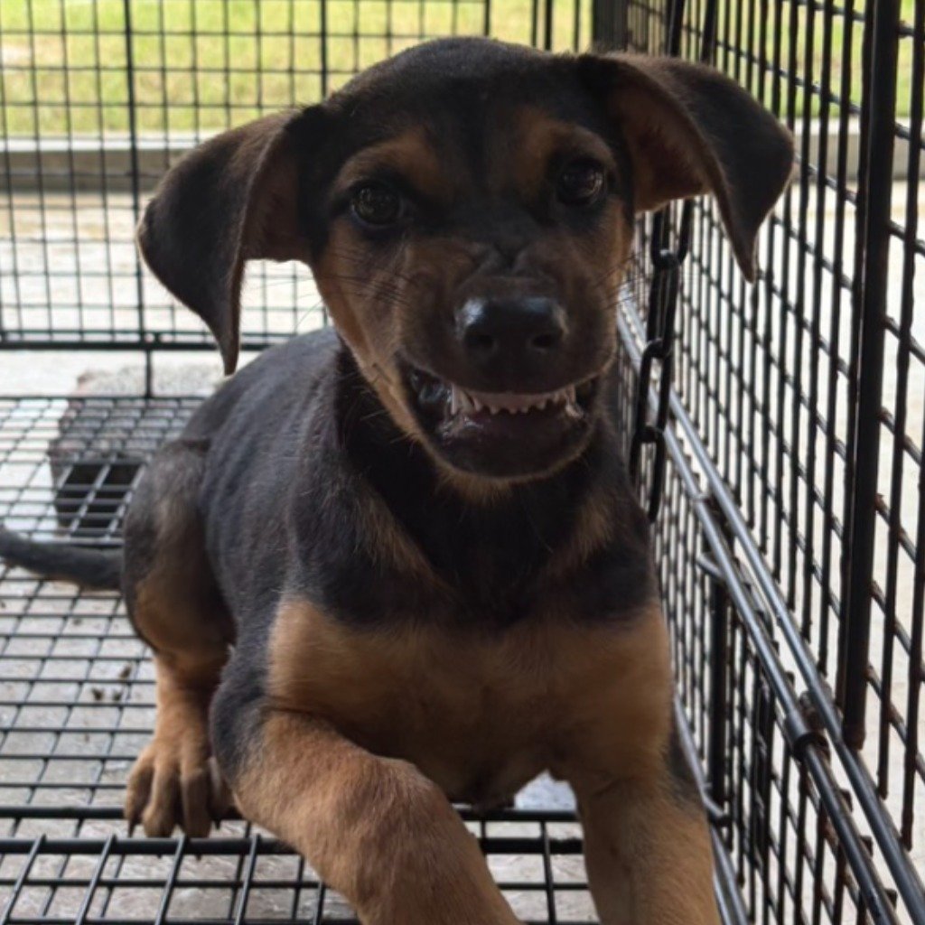 混種犬