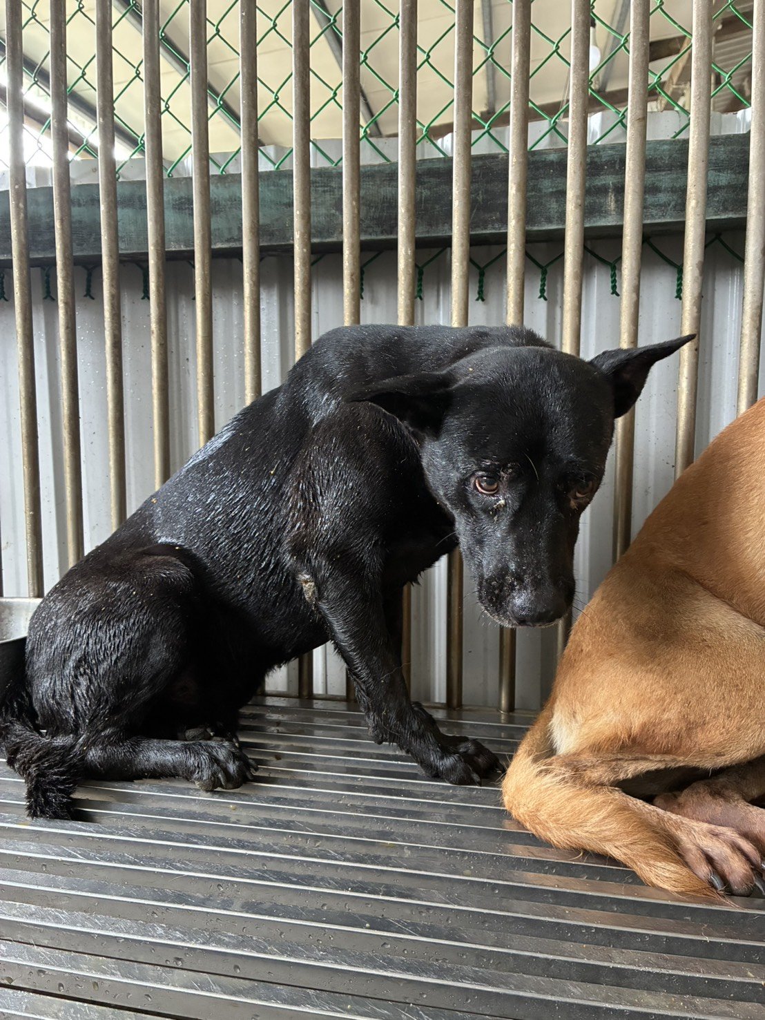 混種犬