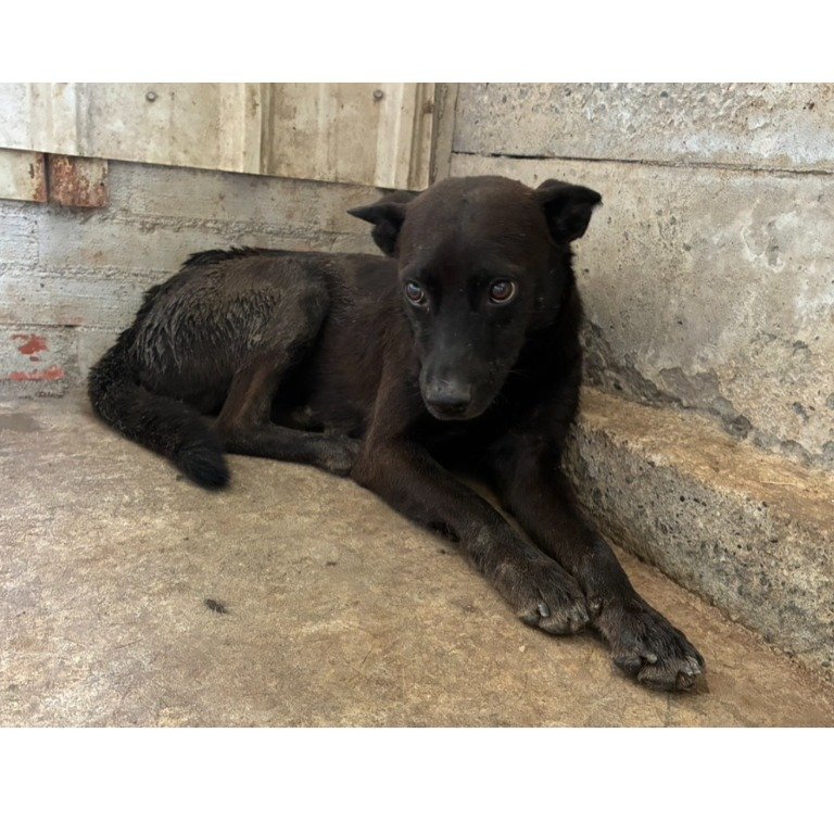 混種犬
