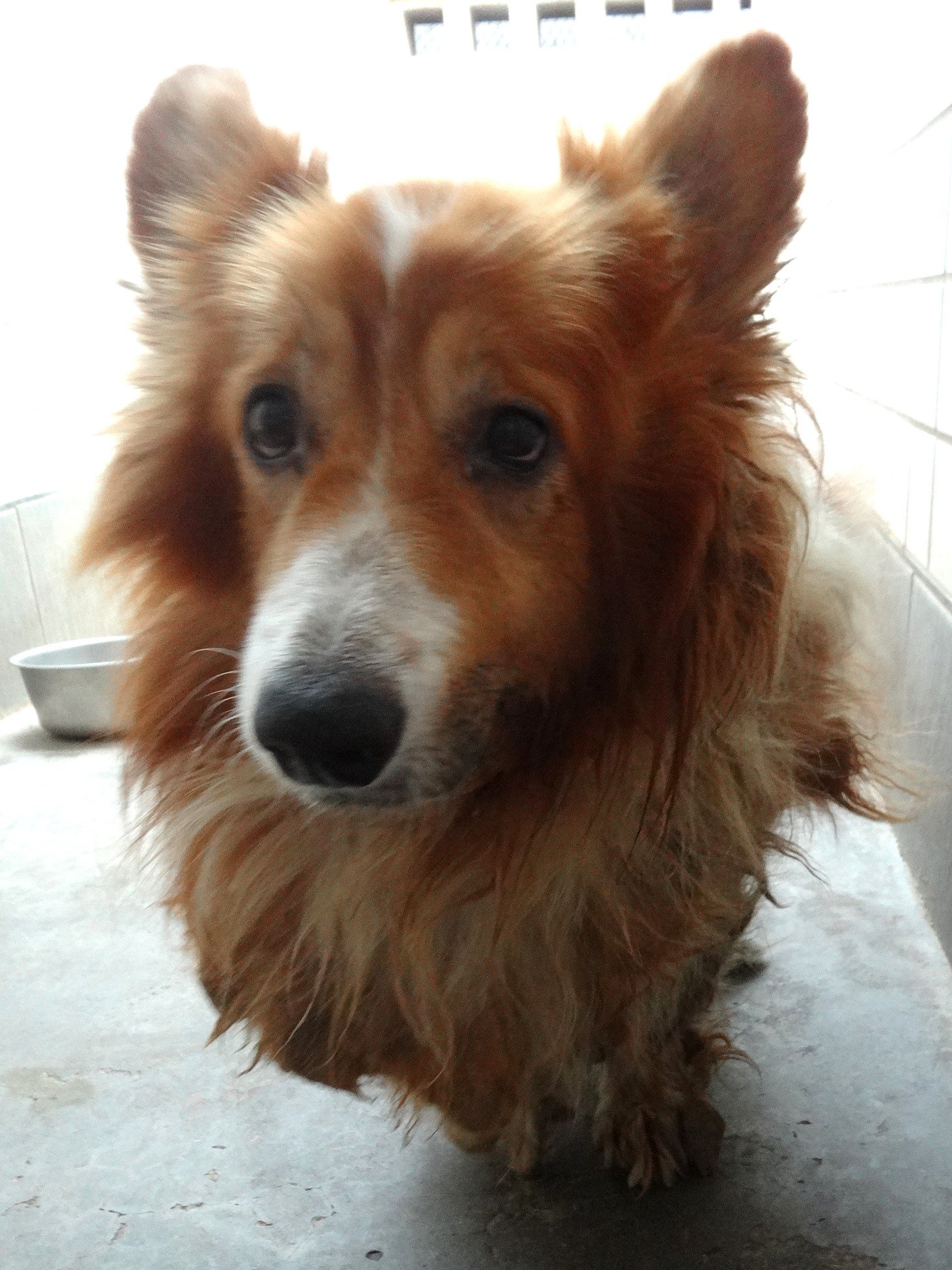 威爾斯柯基犬