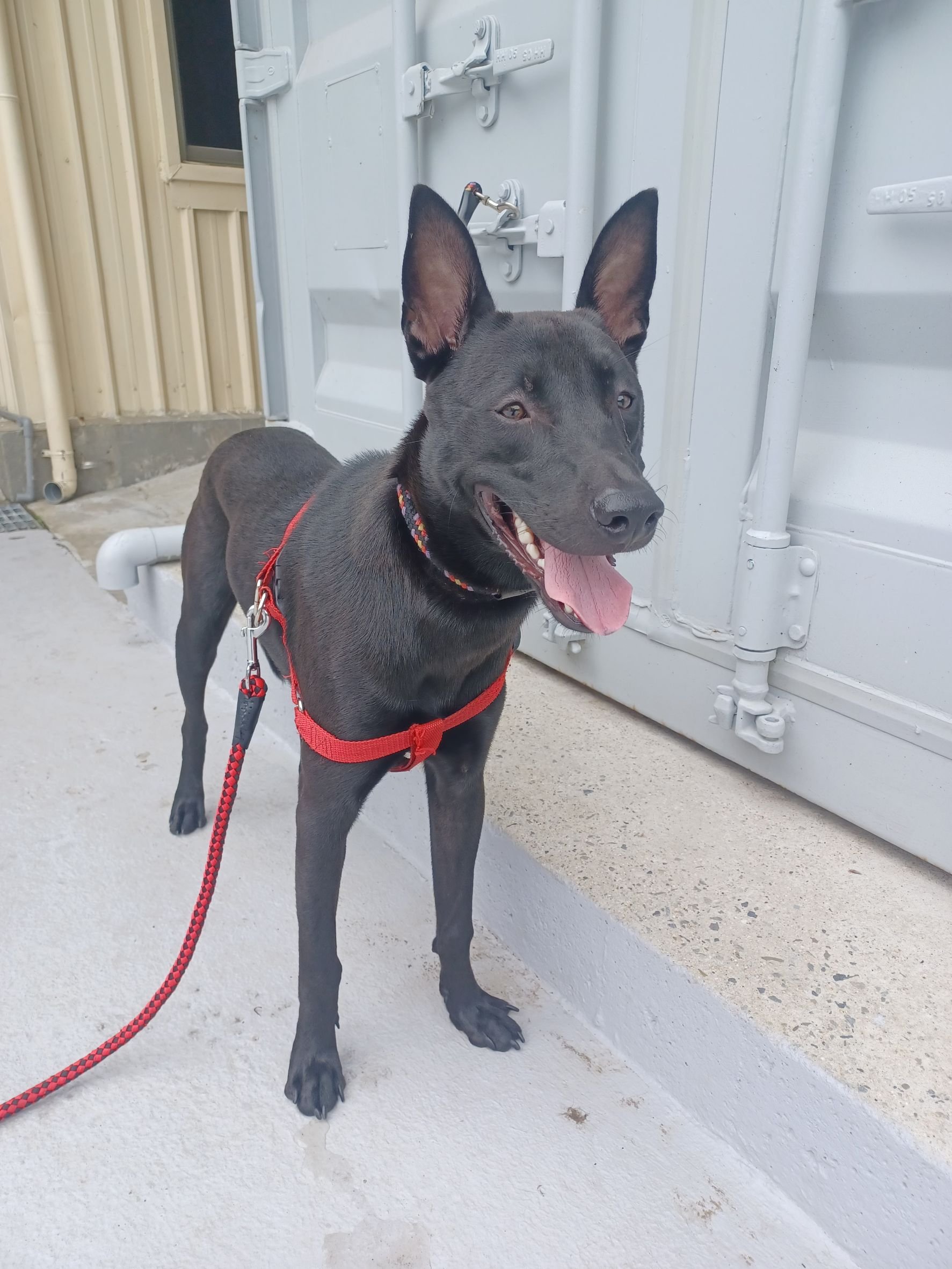 混種犬