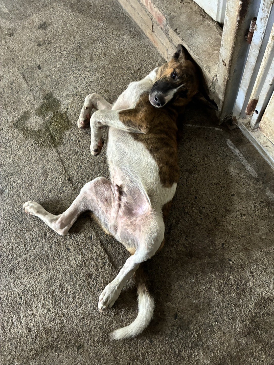 混種犬