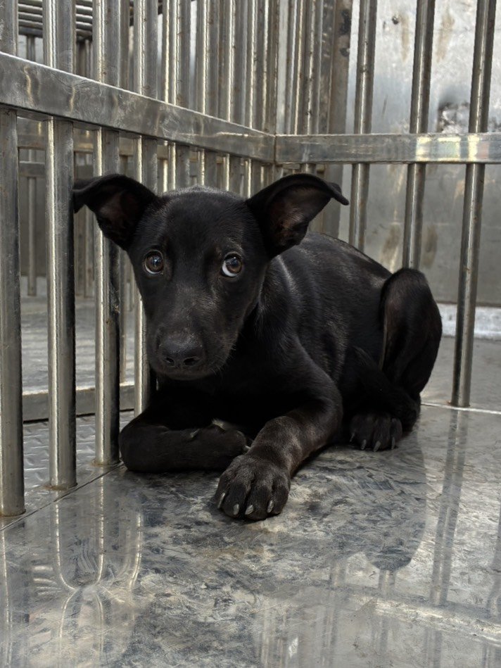 混種犬