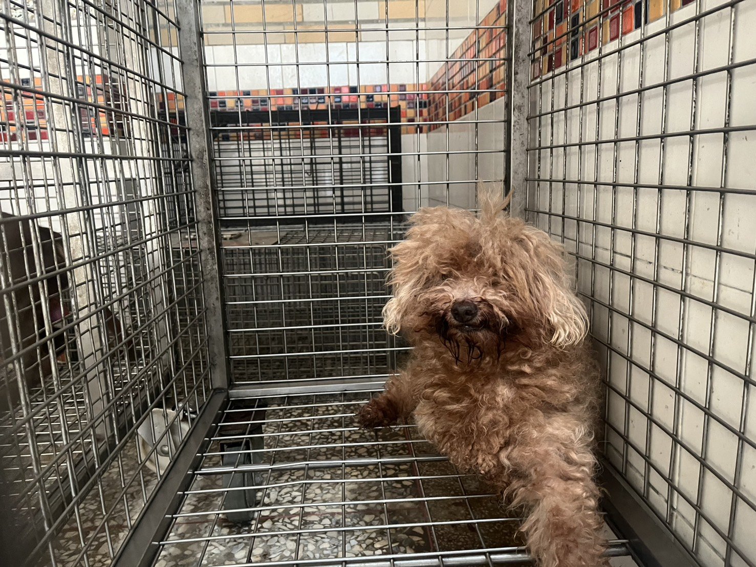 貴賓犬