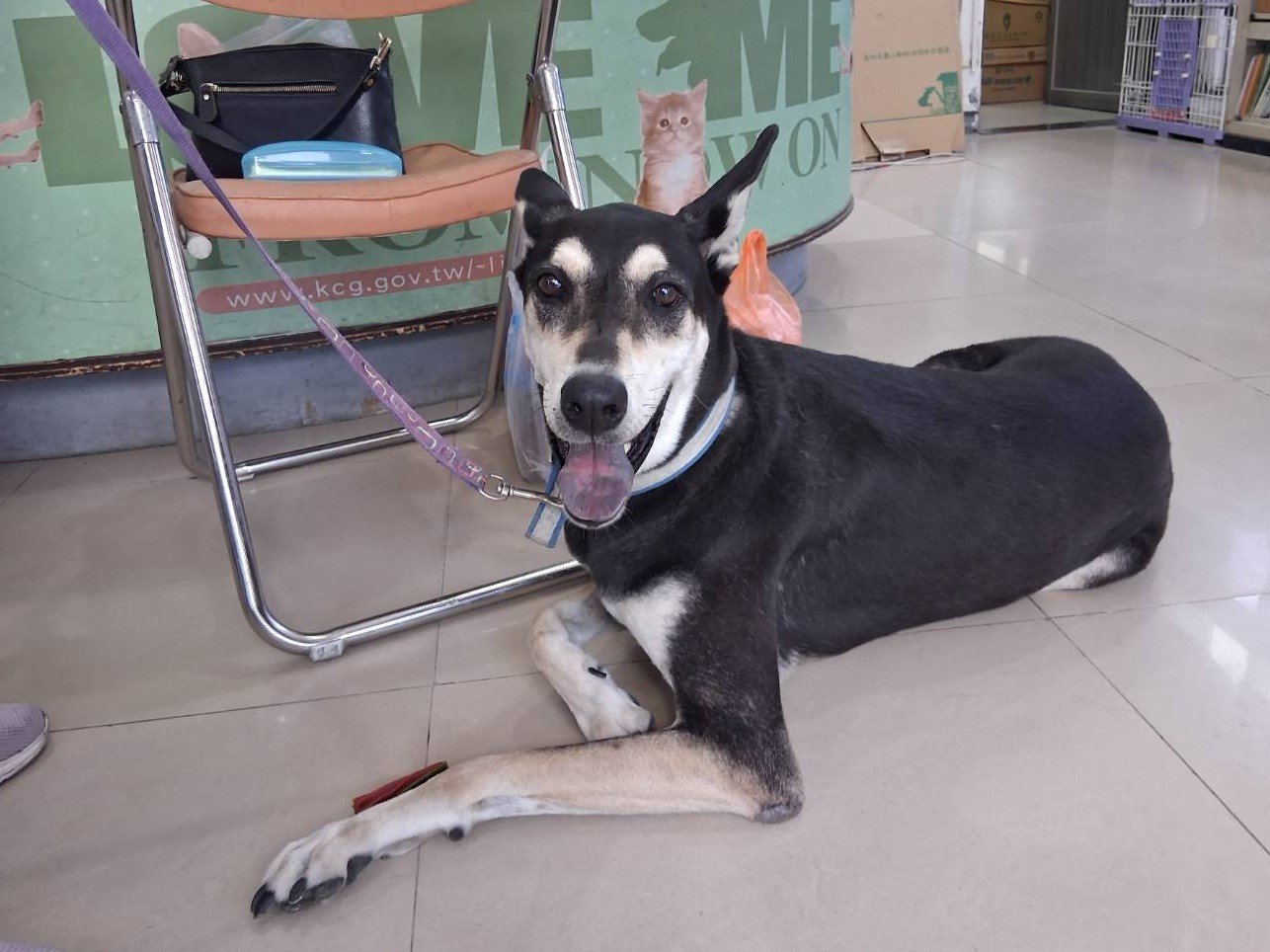 混種犬