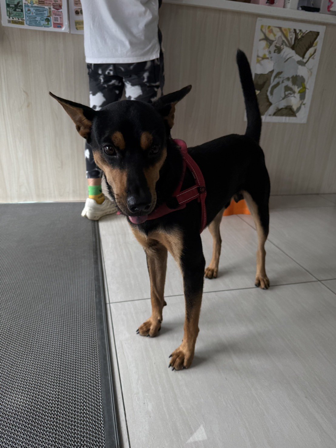 混種犬