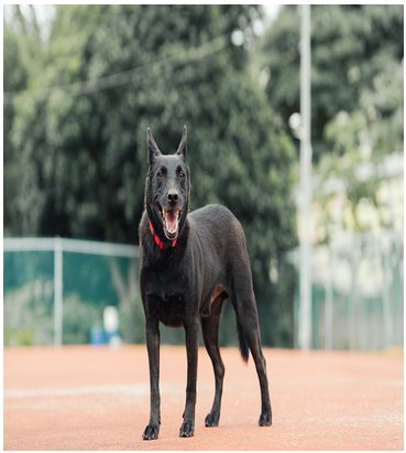 混種犬