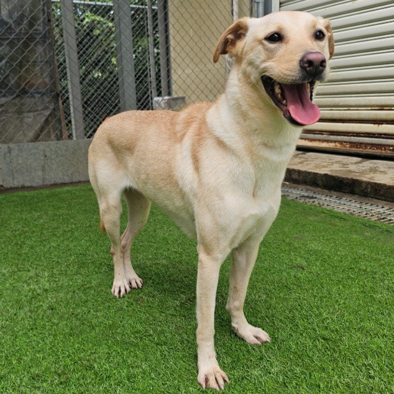 混種犬