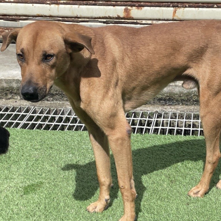 混種犬