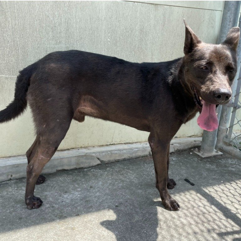 混種犬
