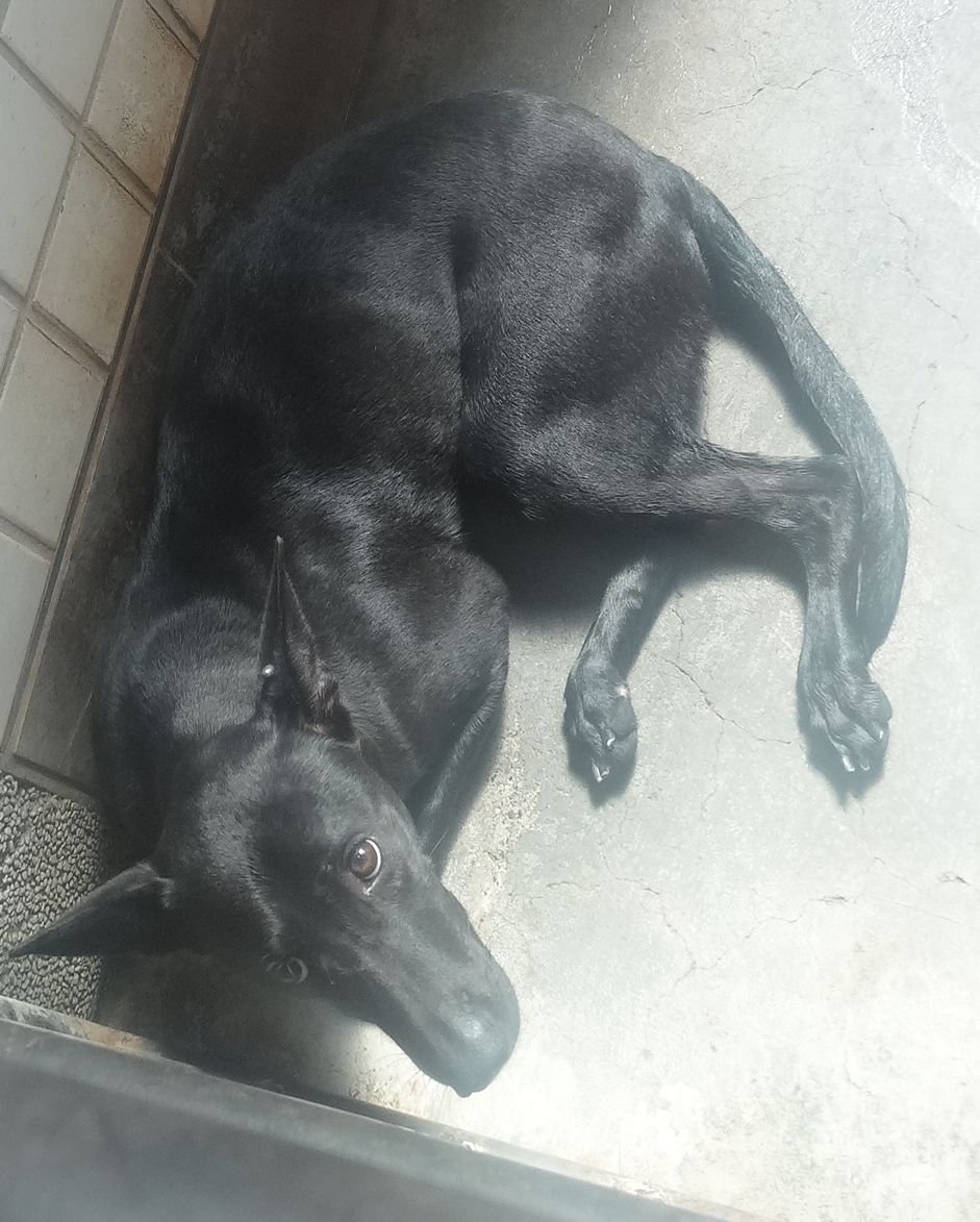 混種犬