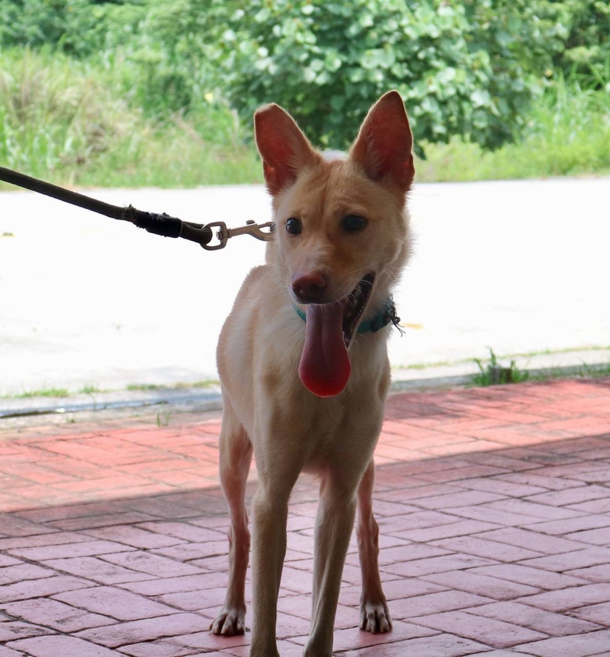 混種犬