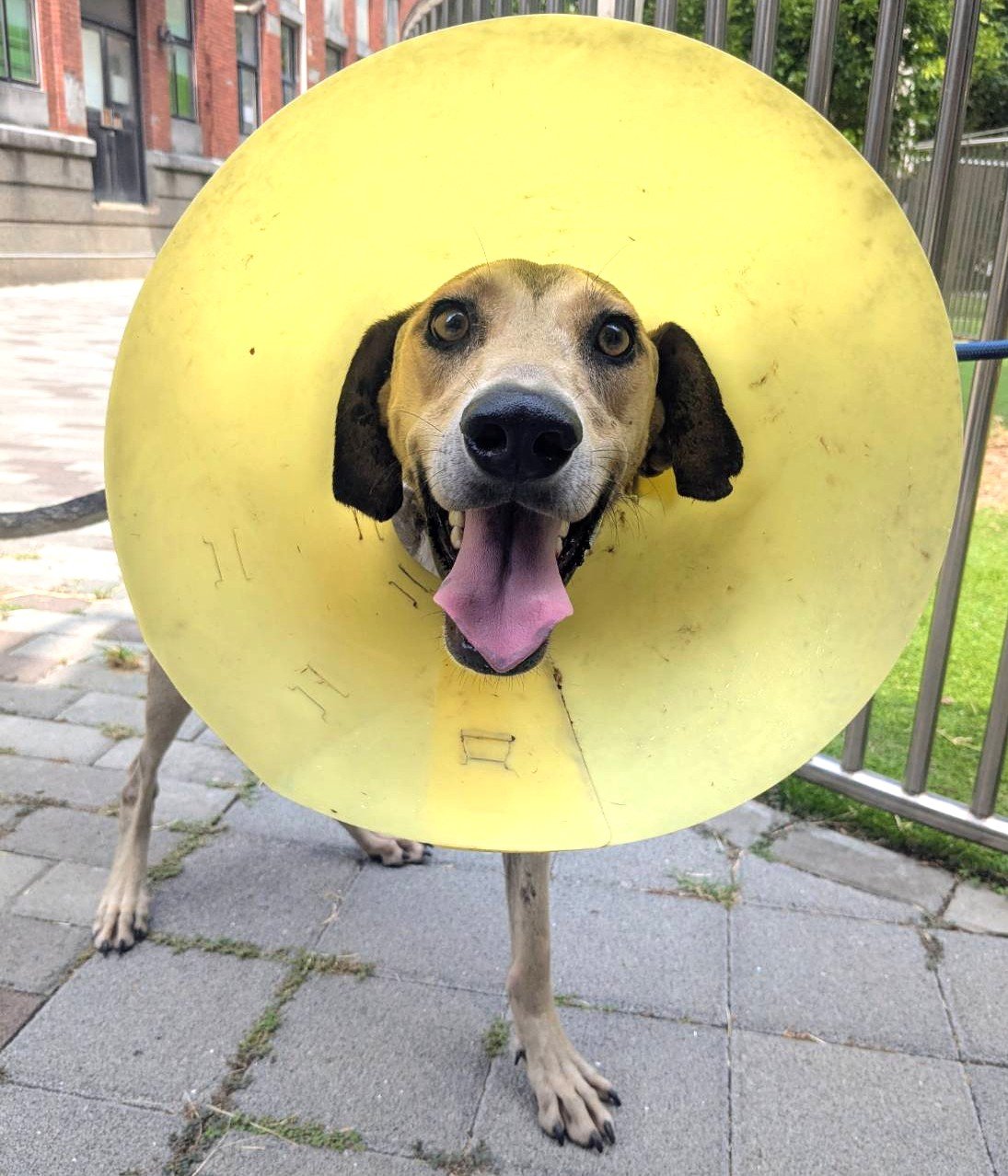 混種犬